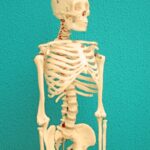 a skeleton of a human