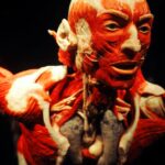 anatomy of man with black background