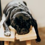 black pug lying on brown wooden chair