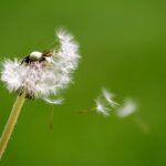 dandelion, breath, wind