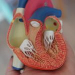 human heart anatomy learning tool