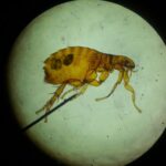 Close-up image of a flea viewed under a microscope, highlighting its intricate structure.