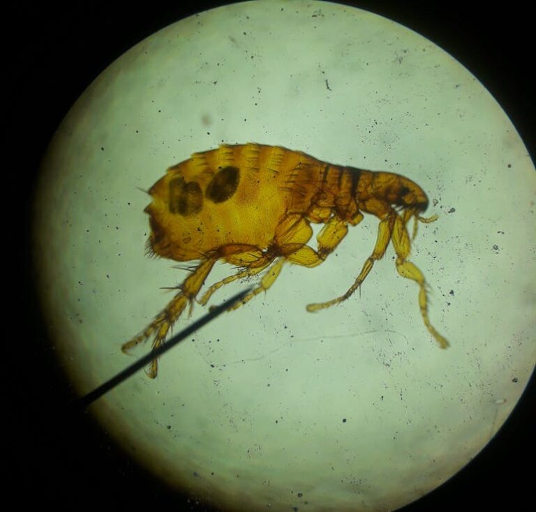 Close-up image of a flea viewed under a microscope, highlighting its intricate structure.