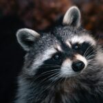 black and white animal in close up photography