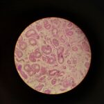 Close-up image of biological cells under a microscope, showcasing intricate patterns.