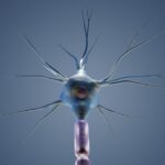 neuron, cyton, dendrites, science, nerve, anatomy, biology, medical, neuron, neuron, neuron, neuron, neuron, nerve, nerve