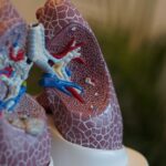 selective focus photography of anatomy lungs