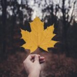 Close-up of a hand holding a yellow maple leaf with a blurred forest backdrop symbolizing autumn.