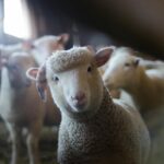 Close-up of a curious sheep in a rustic barn, showcasing livestock charm.