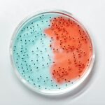 Close-up of vibrant blue and red bacteria cultures in a petri dish.