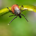 Macro shot of a tick on a green leaf with a natural, vibrant background.