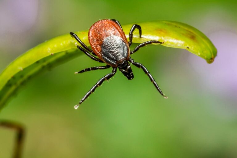 Macro shot of a tick on a green leaf with a natural, vibrant background.