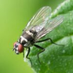 Close-up of a housefly resting on a vibrant green leaf, showcasing detailed features.