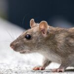 A detailed close-up of a brown rat showcasing its fur and whiskers.