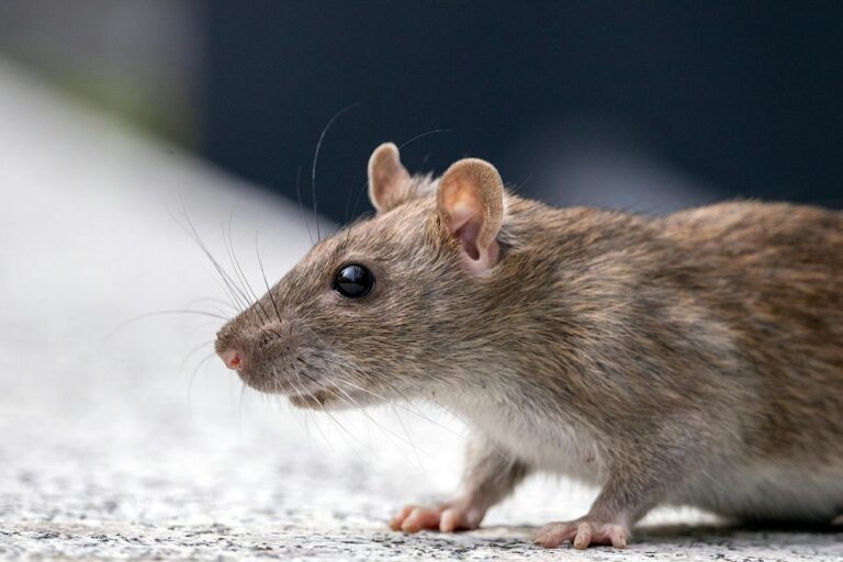 A detailed close-up of a brown rat showcasing its fur and whiskers.