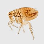 brown flea illustration