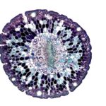 Detailed view of a plant cell structure captured under a microscope on white background.