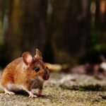 A detailed shot of a brown wood mouse on a natural outdoor surface, highlighting its whiskers and fur.
