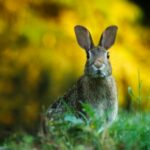 A cute wild rabbit peering from the grass with a vibrant yellow backdrop, epitomizing summer wildlife.