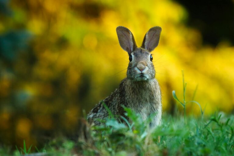 Tularämie (Kaninchenfieber) A cute wild rabbit peering from the grass with a vibrant yellow backdrop, epitomizing summer wildlife.