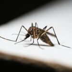 Detailed image of a mosquito on a white surface, highlighting its features.