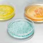 Close-up of colorful petri dishes used in a laboratory for scientific experiments.