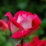 Vibrant red rose with fresh dewdrops, captured in a blooming garden setting.