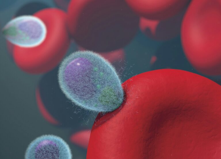 Malaria tertiana a group of red and blue blood cells