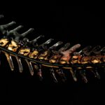 A skeleton of a fish on a black background