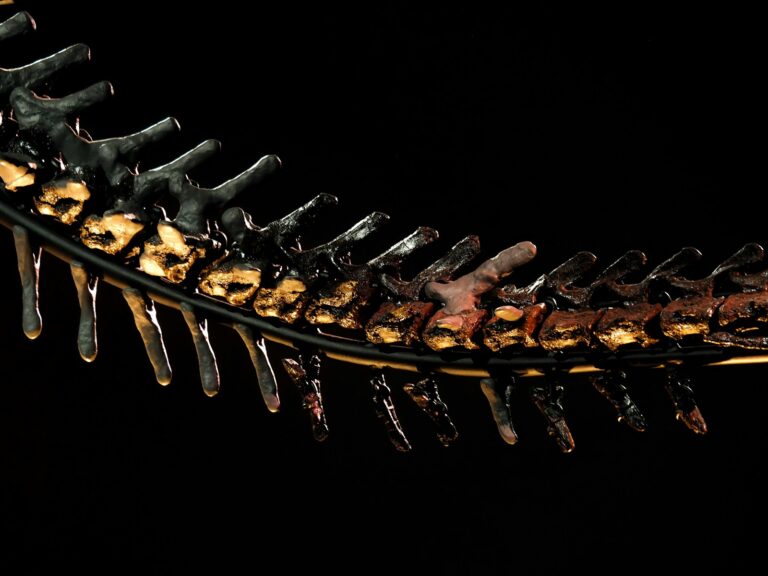 A skeleton of a fish on a black background