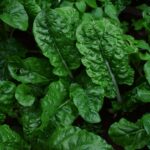 green leaves in close up photography